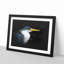Pied Heron - Picture Frame Graphic Art Print-56861551-56861555