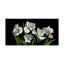 «White Alstroemeria» par Dosta, impression sur toile tendue-29224117