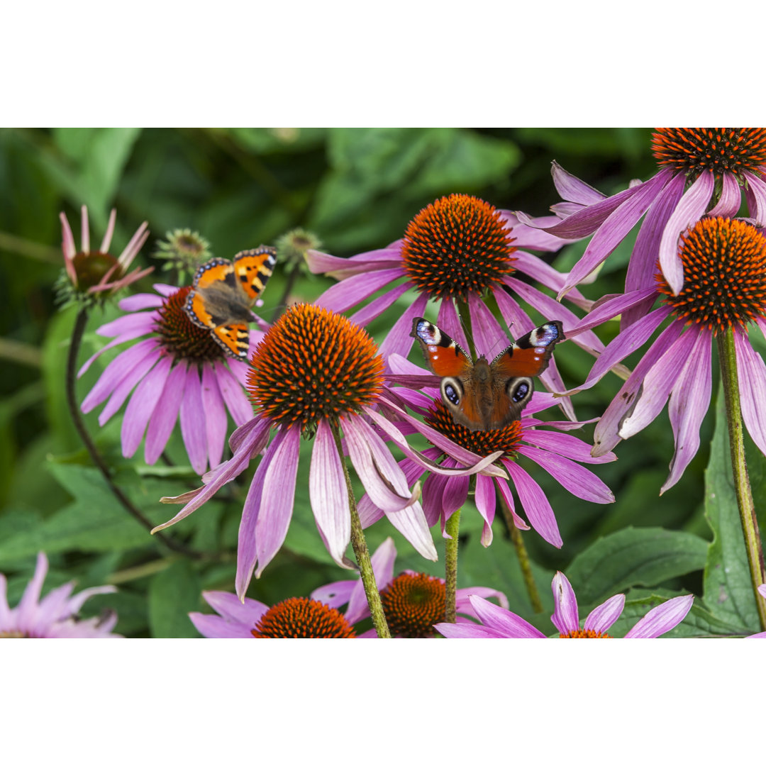 Schmetterling auf Kegelblume von Volis - Leinwandbild