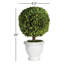 Alby Boxwood Topiary in Ceramic Pot-449229175