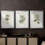 Antique Turpin Botanical VII - reproduction sur mesure encadrée de qualité supérieure - 3 pièces-312085998-312085984