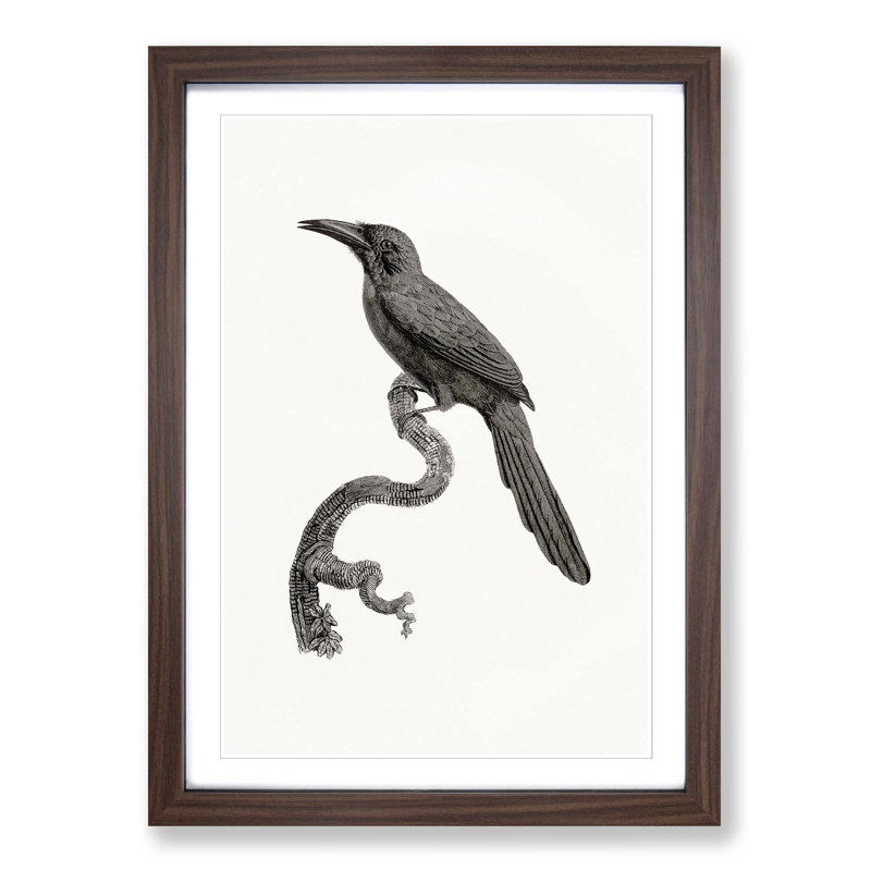 Jacamar Bird by Jacques Barraband - Picture Frame Drawing Print, 36cm H x 27cm W x 2cm D, Walnut Framed