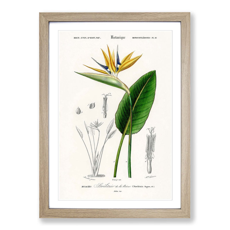 Bird Of Paradise Flower by Charles D' Orbigny - Single Picture Frame Painting, 33cm H x 24cm W x 2cm D, Oak Framed