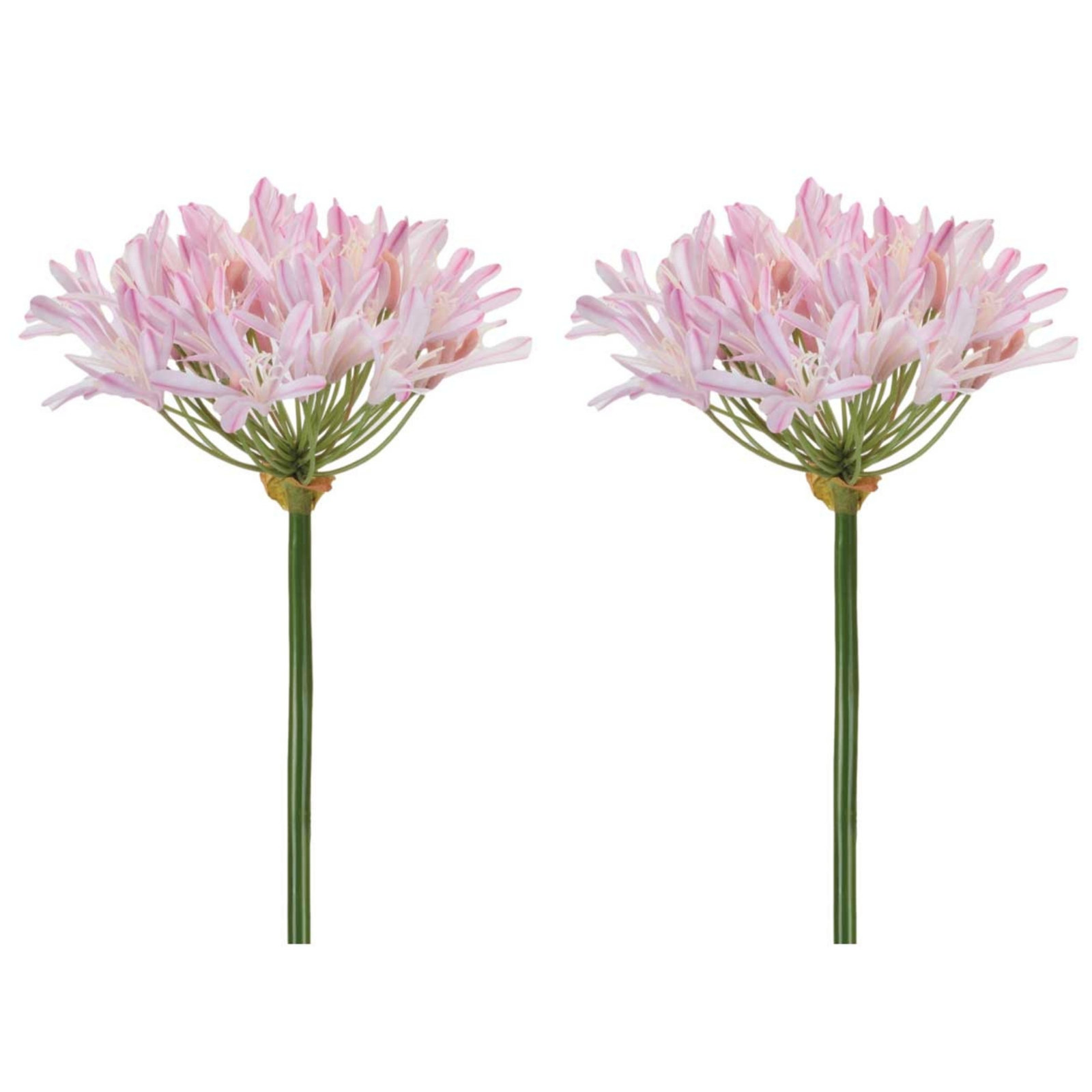 Agapanthus Flower Stem (Set of 2), Pink, White, Yellow