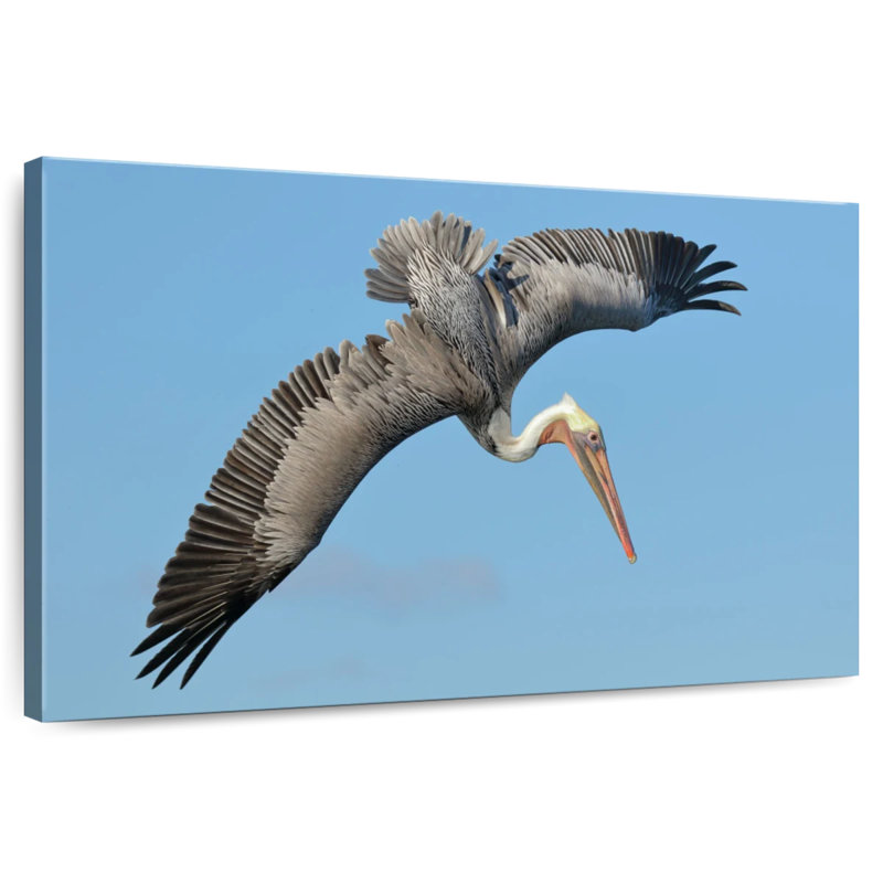 Crowle Pelican In The Air