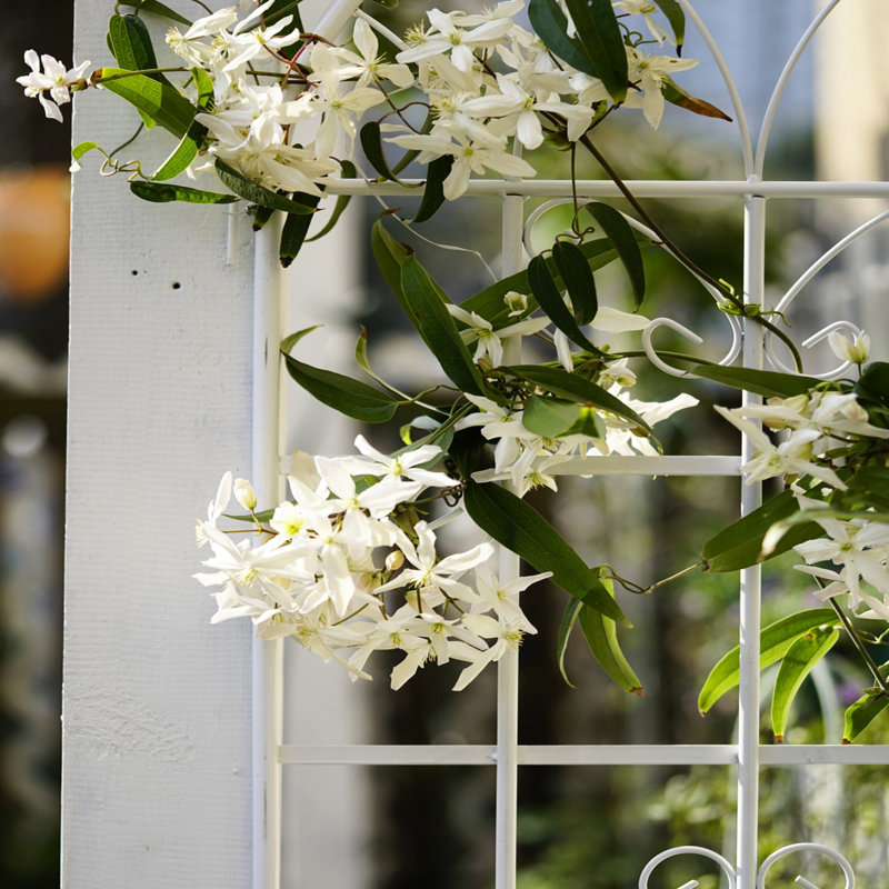 Treillis de jardin en métal 71 po x 19,7 po, 2 pièces, rouille, blanc crème, mode d'assemblage simple Treillis 71 po x 19,7 po, métal, antirouille, crémeux, processus d'installation