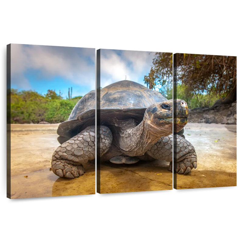 Galapagos Beach Tortoise, 36" H x 57" W