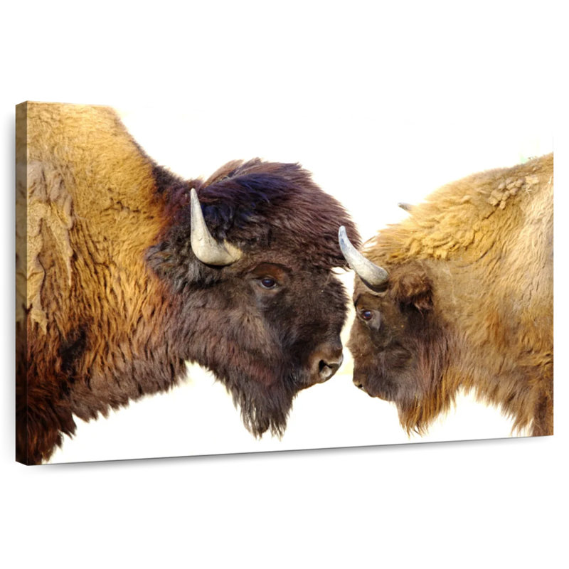 Brampt Bisons I, 8" H x 12" W