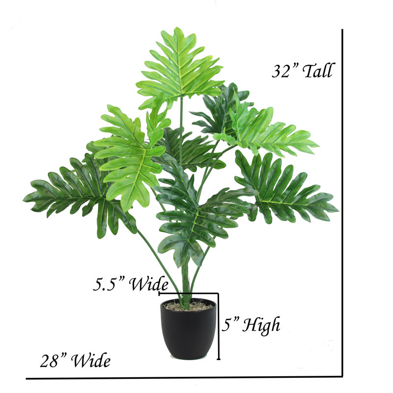 Happy Philo Plant