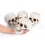Yesocm 4 pièces crâne de squelette grandeur nature d'Halloween réaliste modèle humain en mouvement mâchoire décorations intérieures