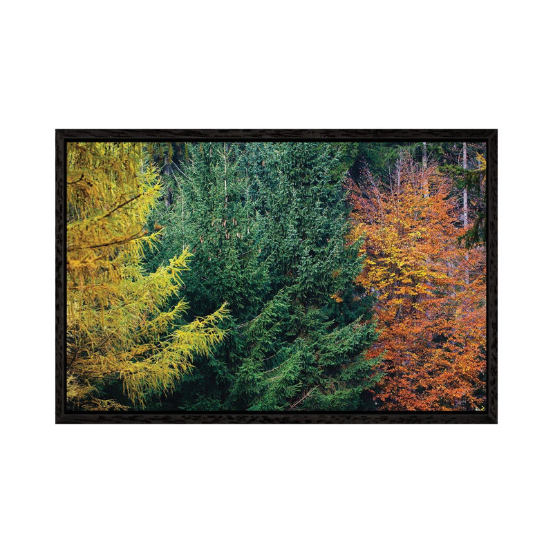 Autumn Colors by Mateusz Piesiak - Floater Frame Print on Canvas, 101.6 cm H x 66.04 cm W, Black Framed Canvas