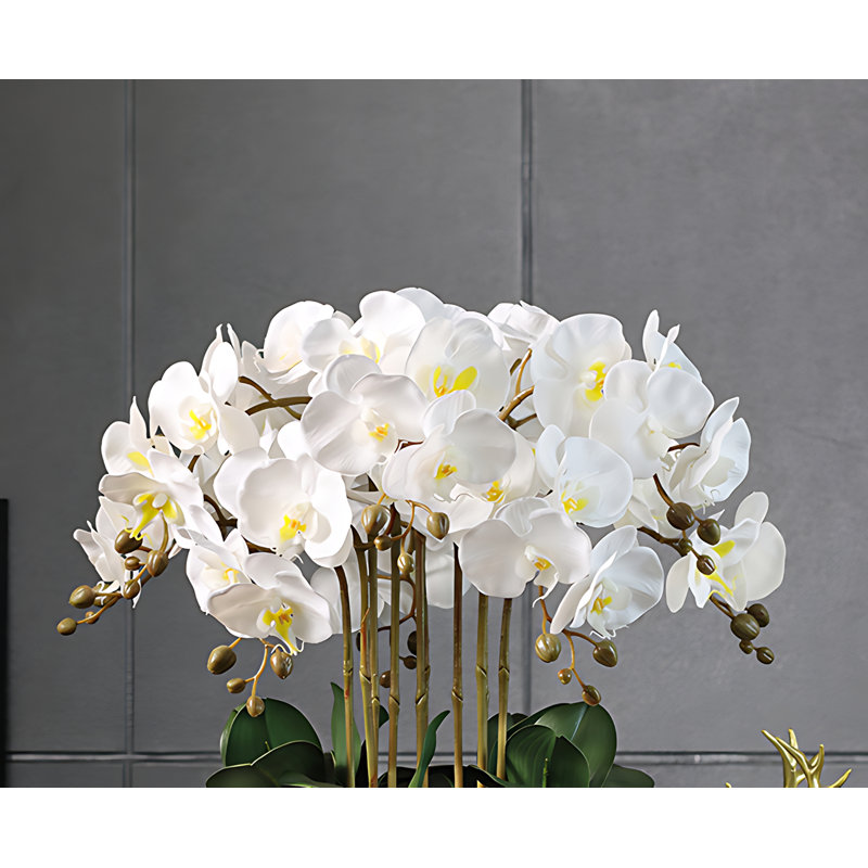Arrangement d'orchidées en pot, Blanc