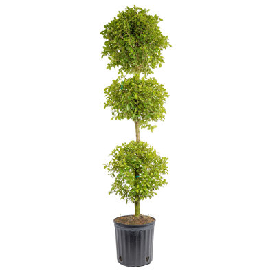 Topiary in Nursery Pot
