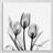 " Tulips "-23605272