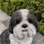  Shih Tzu Harmony: Elegant Polyresin Figurine-1410865231