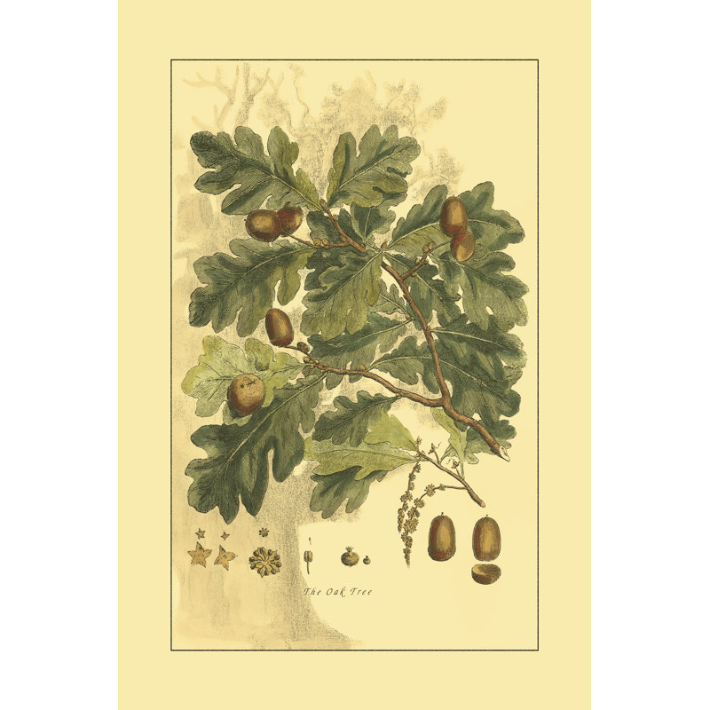 Small Antique Oak Tree (U) by John Miller - Wrapped Canvas Art Prints, 46cm H x 30cm W x 3.8cm D