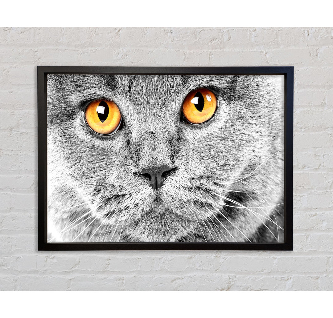 Serious Grey Cat - Einzelner Bilderrahmen Kunstdrucke auf Leinwand