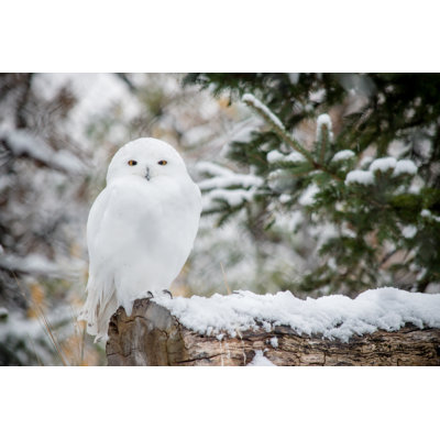 White Owl - Wrapped Canvas Print