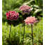 Ceramic Garden Flower Stakes, Set Of 3