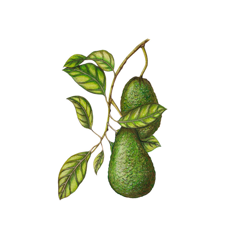 Avocado Illustration by Arevka - Wrapped Canvas Painting, 30cm H x 30cm W