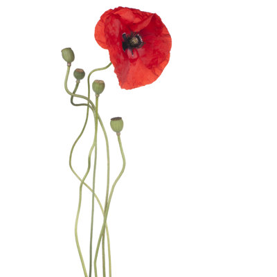 Darende Poppy 1 Piece Wrapped Canvas Wall Art