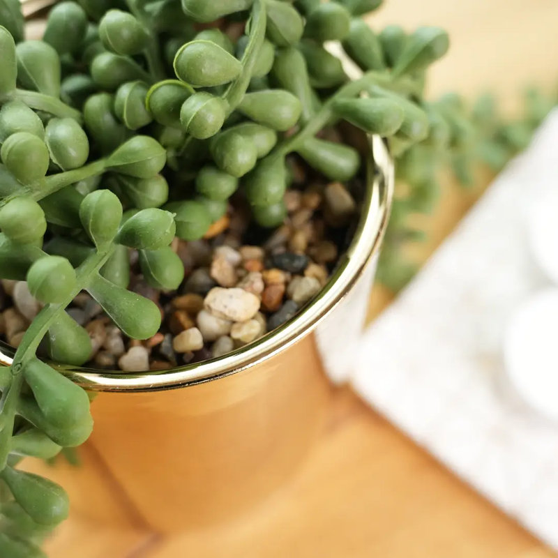 Fausse plante grasse traînante dans un pot doré brillant