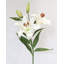 Lys prune 37,5 po Stargazer-606907633-606907635