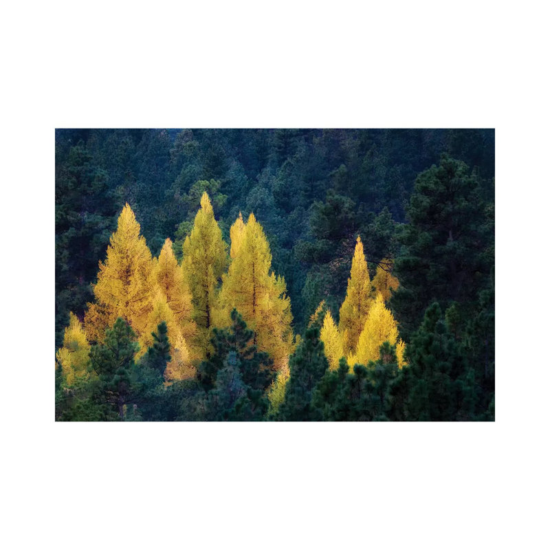 Larch Island by Dennis Frates - Print on Canvas, Wrapped Canvas, 45.72cm H x 66.04cm W x 1.91cm D