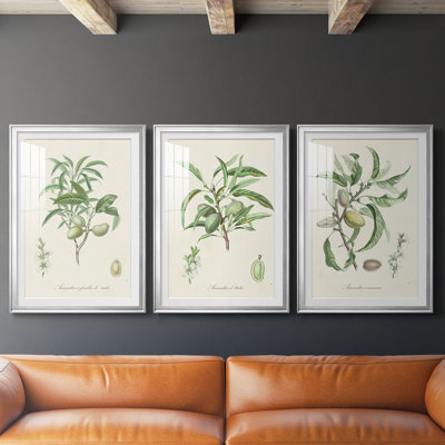Antique Amande botanique II - reproduction sur mesure encadrée de qualité supérieure - 3 pièces