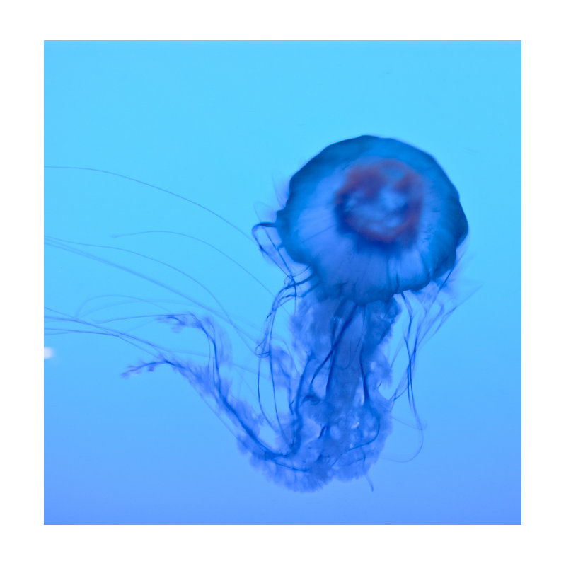 La Meduse 2 - reproduction de photo sur acrylique, H 30 po x l 30 po