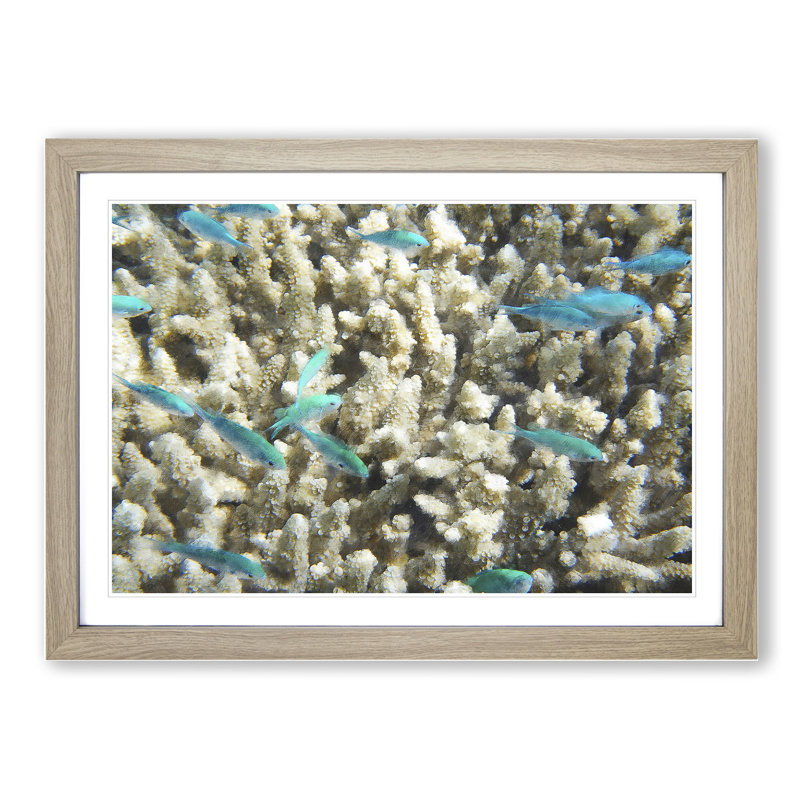 Coral Reef and Blue Fish - Picture Frame Graphic Art on MDF, Oak Framed, 27cm H x 36cm W x 2cm D
