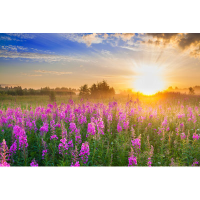 " Sunrise And Blossoming Meadow "