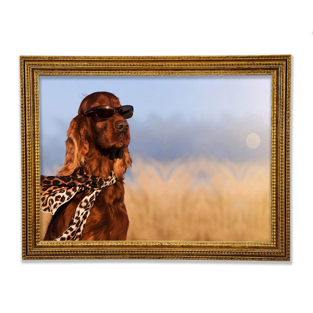 Glamouröser Irish Setter Hund - Einzelner Bilderrahmen Kunstdrucke