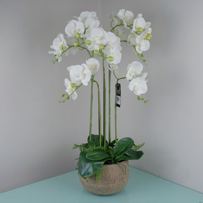 Anneus 80cm Plant