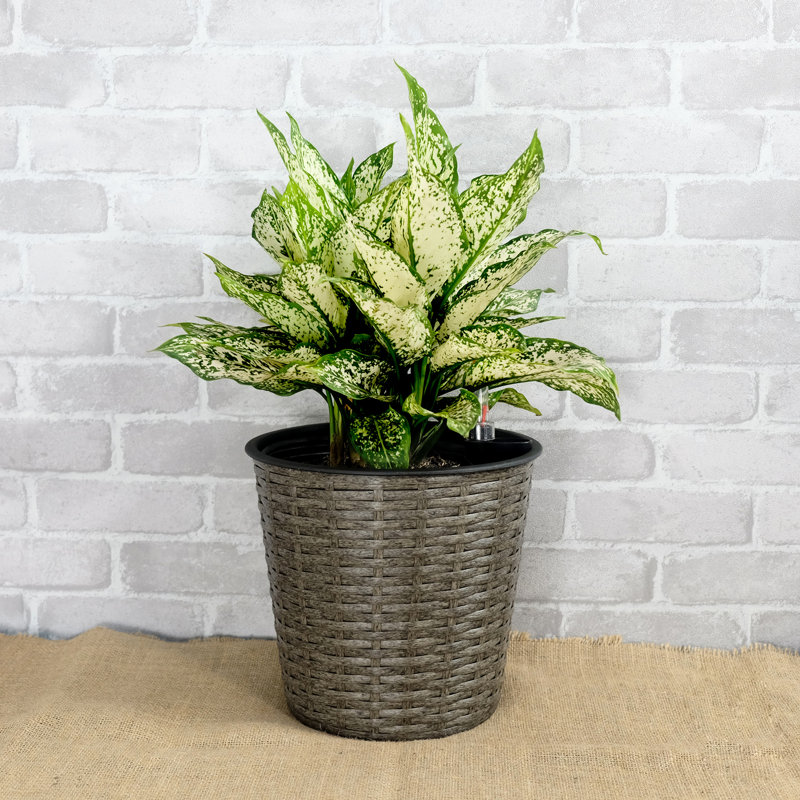 10.2" Round Self-Watering Decor Planter - Grey For Graceful Indoor Areas Grey, Beautiful Outdoor Landscapes, Gray