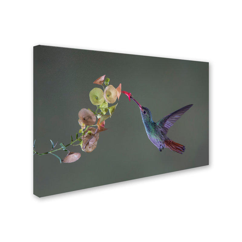 « stretch », reproduction de photo sur toile tendue, H 22 po x l 32 po