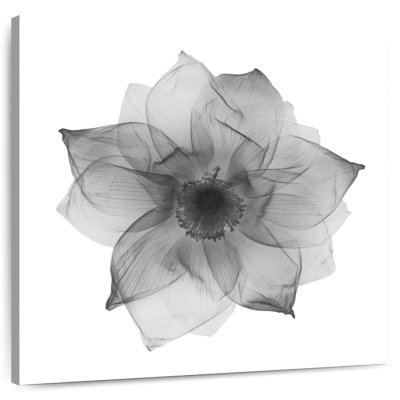Arney Lotus Flower X Ray