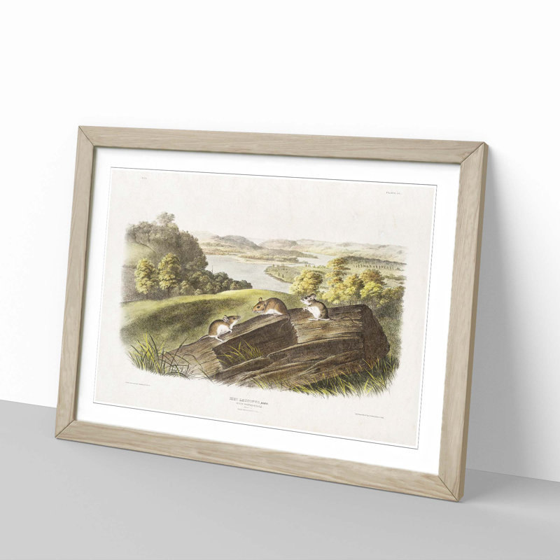 White-Footed Mice by J.W. Audubon - Picture Frame Painting Print, 36cm H x 48cm W x 2cm D, Oak Framed