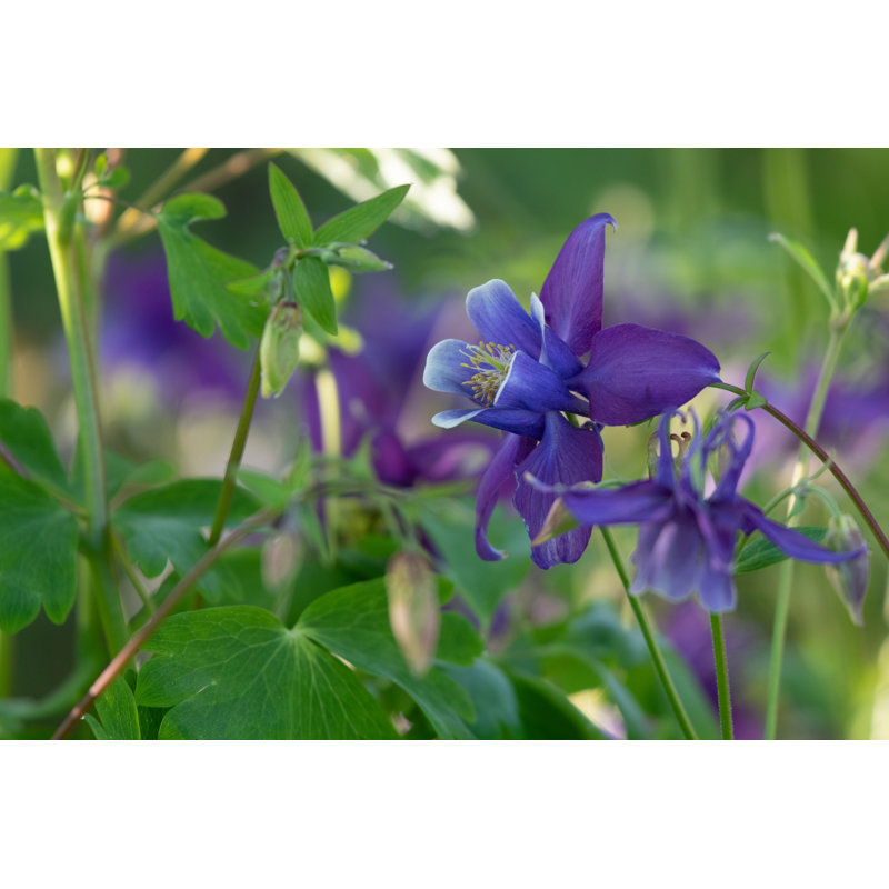 «Macray Blue Columbine On Canvas» par Nancy Crowell, reproduction, H 8 po x l 12 po