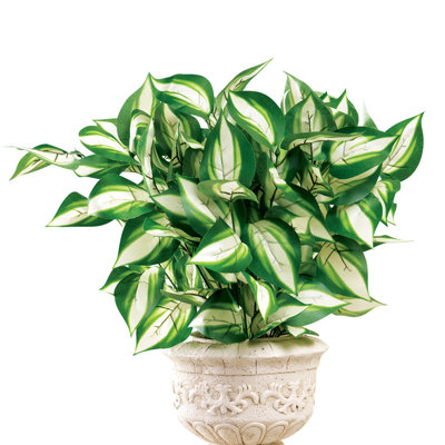 Hosta Arrangement