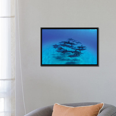 " Overhead View Of Pod Of Dolphins Swimming In Pacific Ocean, Hawaii, USA III " by Panoramic Images