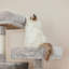 206 cm H Cat Tree / Condo-57341744-105628841