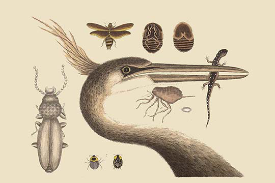 " Large Cested Heron " by Catesby Catesby, 24" H x 36" W x 1.5" D