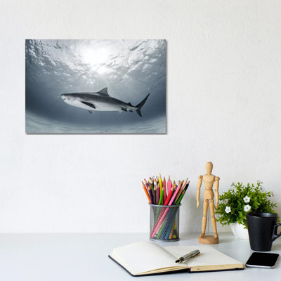Tiger Rays by Ken Kiefer - Wrapped Canvas Gallery-Wrapped Canvas Giclée