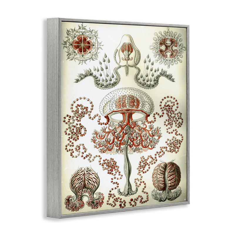 Schéma classique de Haeckel, estampe numérique encadrée noire par Graffi *ee Studios, Estampe numérique Farmhouse