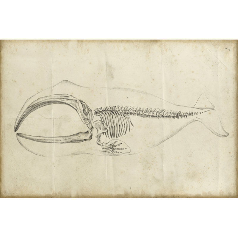 Whale Study I - Wrapped Canvas Painting, 30cm H x 46cm W x 3.8cm D