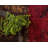 Arabica Abstract Indoor Rug-664993043