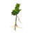 Primrue Live Hibiscus Plant
