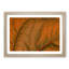 Leaf Veins - Picture Frame Photograph Print-55772197-55772201