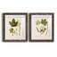 Feuilles antiques V - ensemble de 2 reproductions d'art sur papier encadré-716050345-716050350